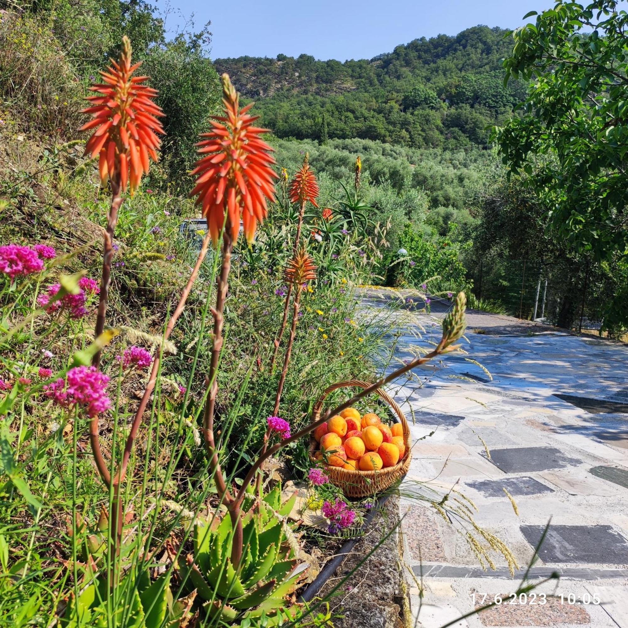 Villa Berio Due - Tuija Villa Viani Extérieur photo